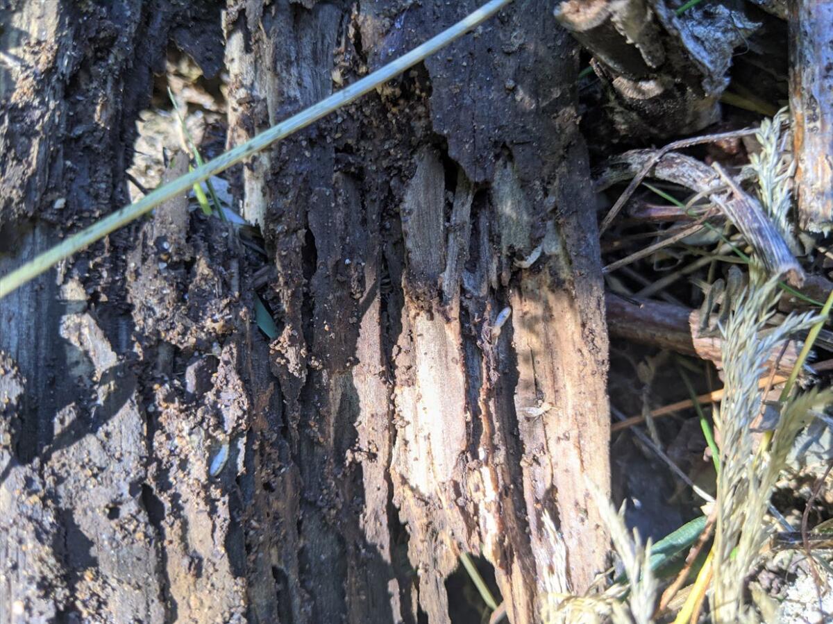 Diagnostic termites