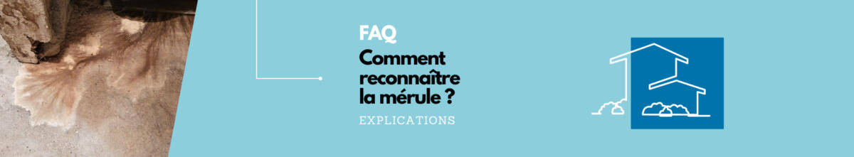 détecter la mérule