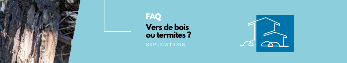 Vers de bois ou termites