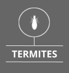 diagnostic termites