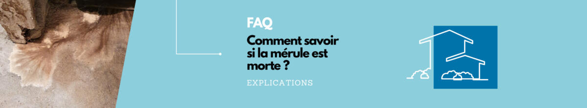 Comment savoir si la mérule est morte