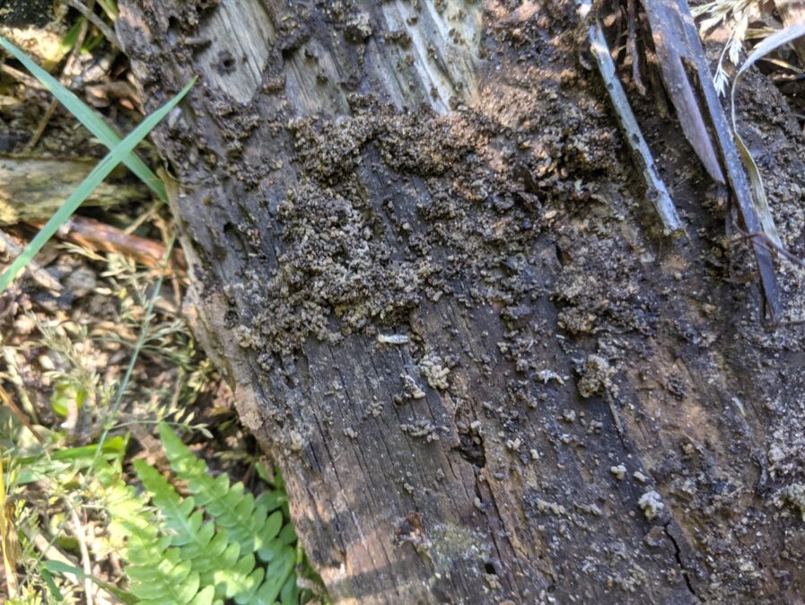 Vers de bois ou termites